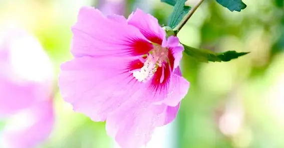 what is the national symbol flower of nigeria