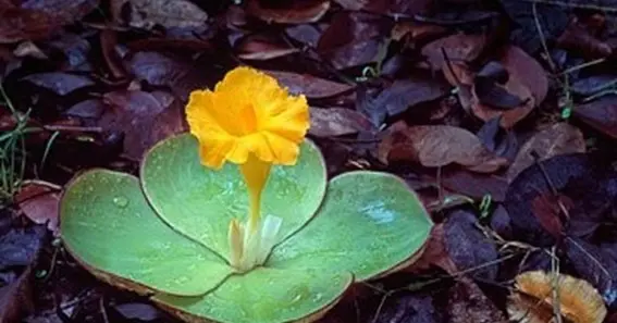 Symbolism Of The Costus Spectabilis