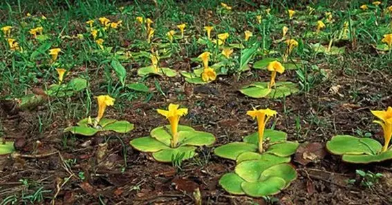 Where To Find The Costus Spectabilis